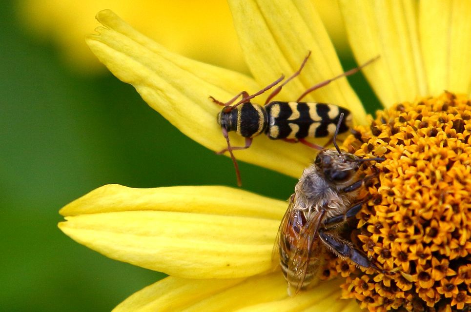 Echinocerus floralis - lucerna-darázscincér