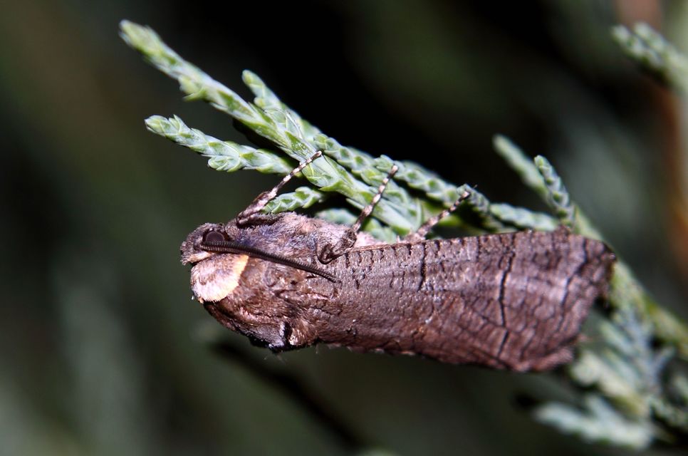 Cossus cossus - fűzfarontólepke