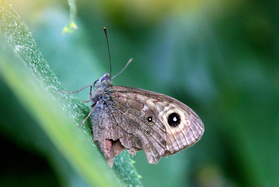 Lasiommata maera - nagyfoltú szemeslepke