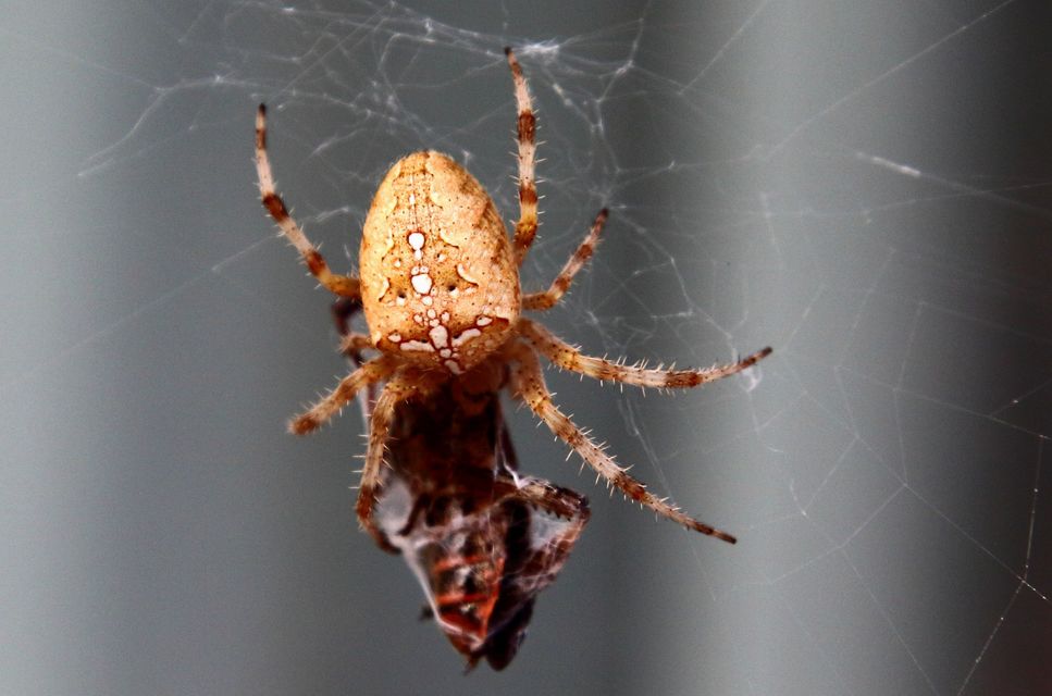 Araneus diadematus - koronás keresztespók