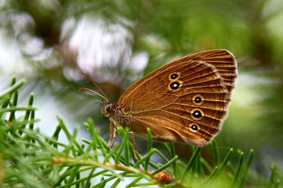 Aphantopus hyperanthus - közönséges ökörszemlepke