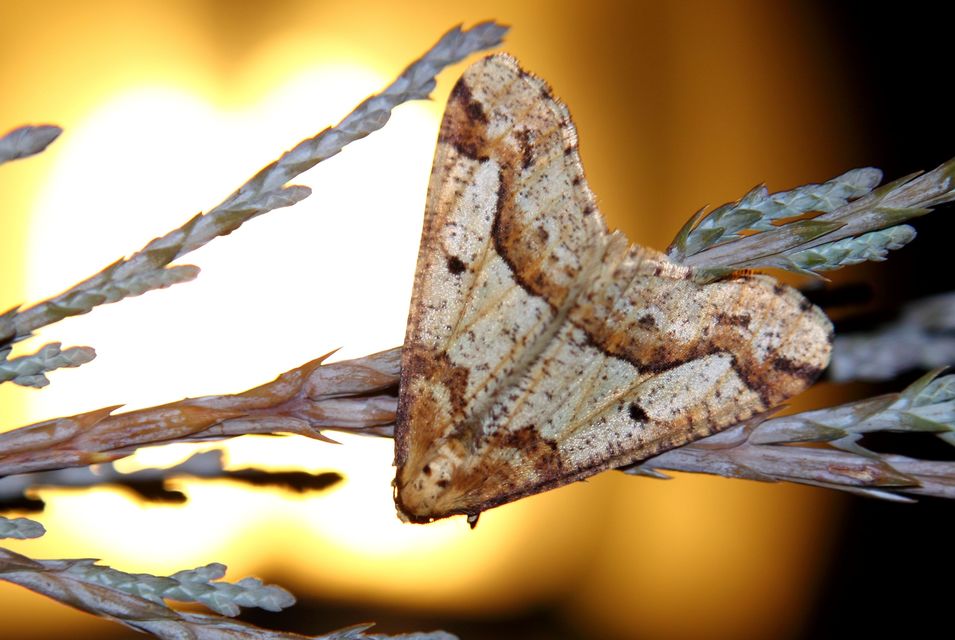 Erannis defoliaria - nagy téliaraszoló