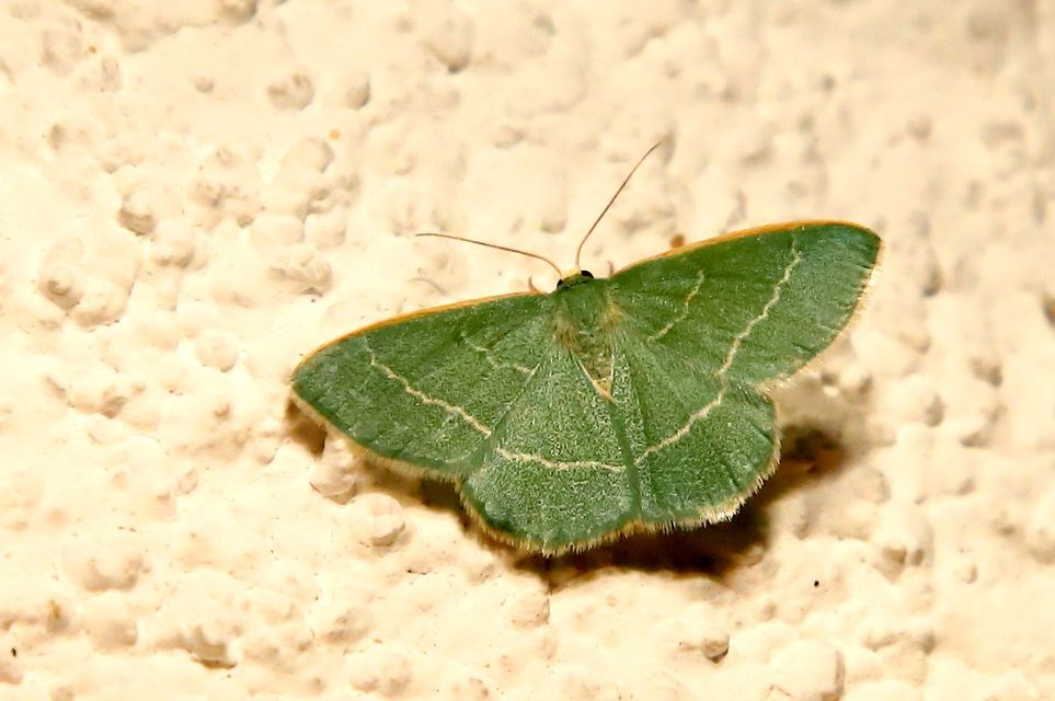 Chlorissa viridata - üdezöld araszoló