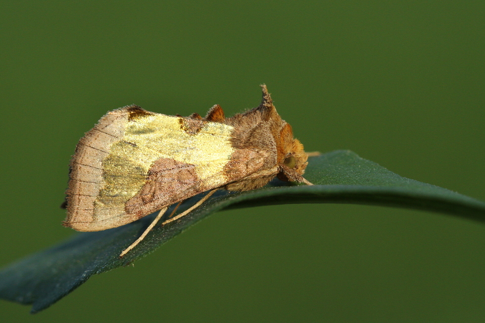 Diachrysia stenochrysis - rejtőző aranybagoly