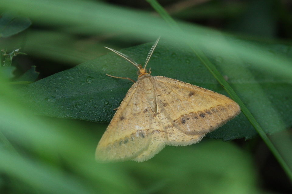 Tephrina arenacearia - lucerna-araszoló