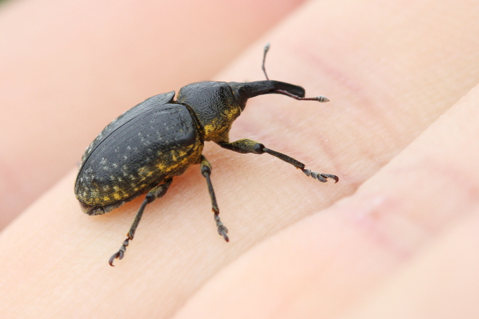 Larinus sturnus - aszat-púderbarkó