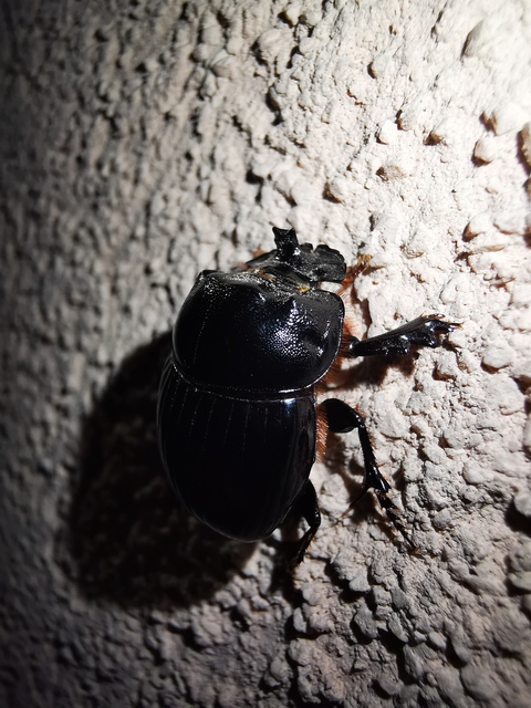 Copris lunaris - közönséges holdszarvú-ganéjtúró