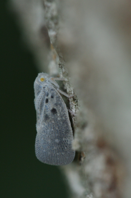 Metcalfa pruinosa - amerikai lepkekabóca