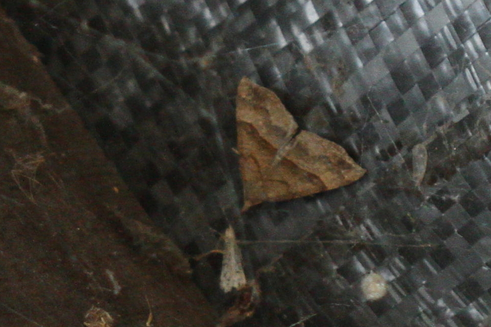 Hypena proboscidalis - ormányos karcsúbagoly