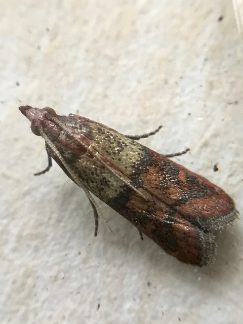 Plodia interpunctella - aszalványmoly