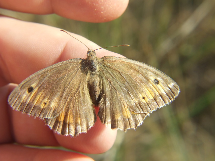 Arethusana arethusa - közönséges szemeslepke