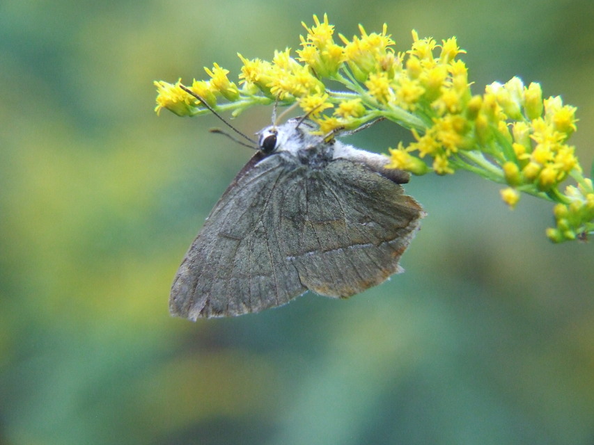 Thecla betulae - nyírfalepke