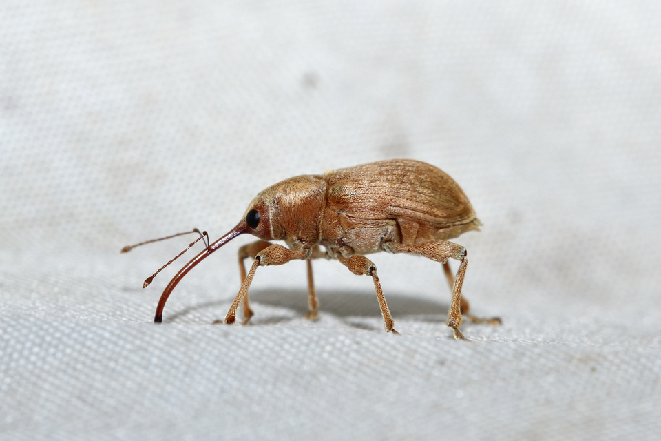 Curculio propinquus - halvány zsuzsóka