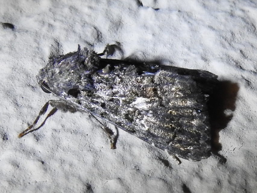 Anophia leucomelas - déli folyófűbagoly