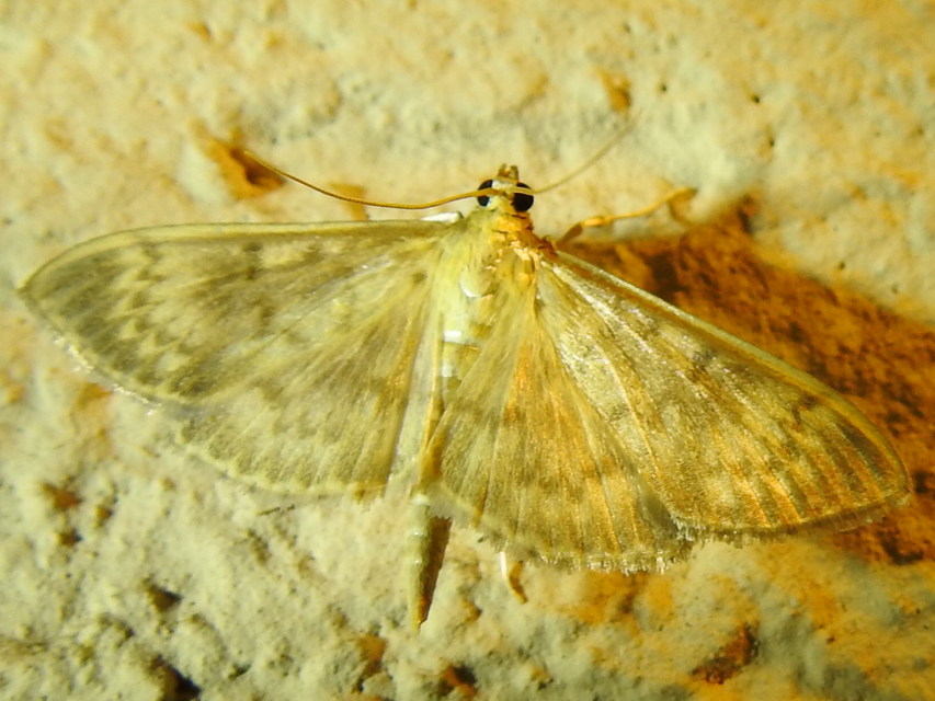 Patania ruralis - csalánevő tűzmoly
