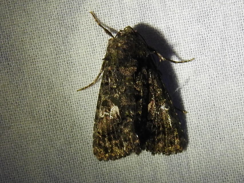 Anophia leucomelas - déli folyófűbagoly