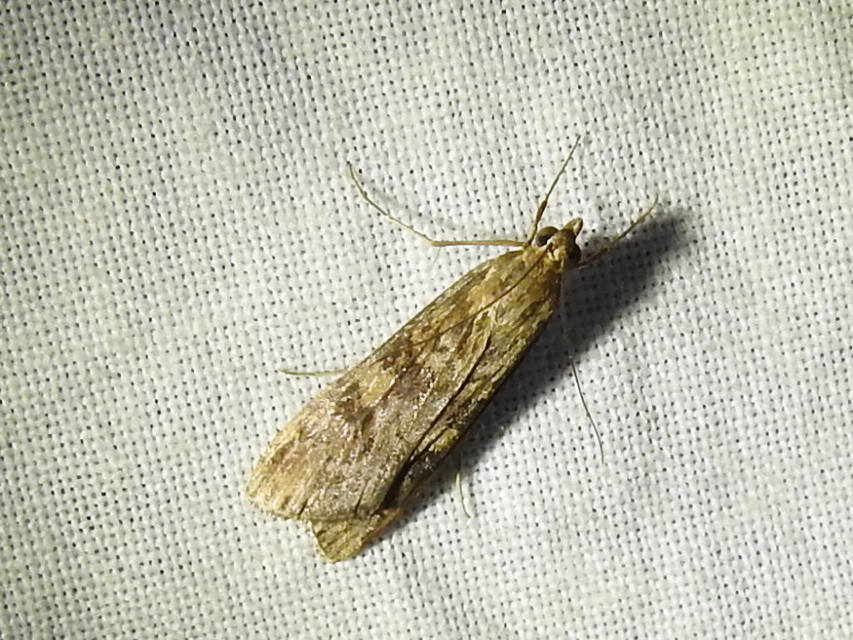 Nomophila noctuella - közönséges vándormoly