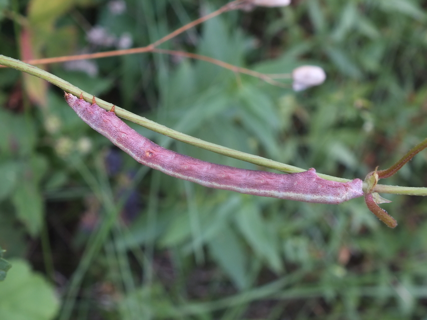 Ascotis selenaria - holdas faaraszoló