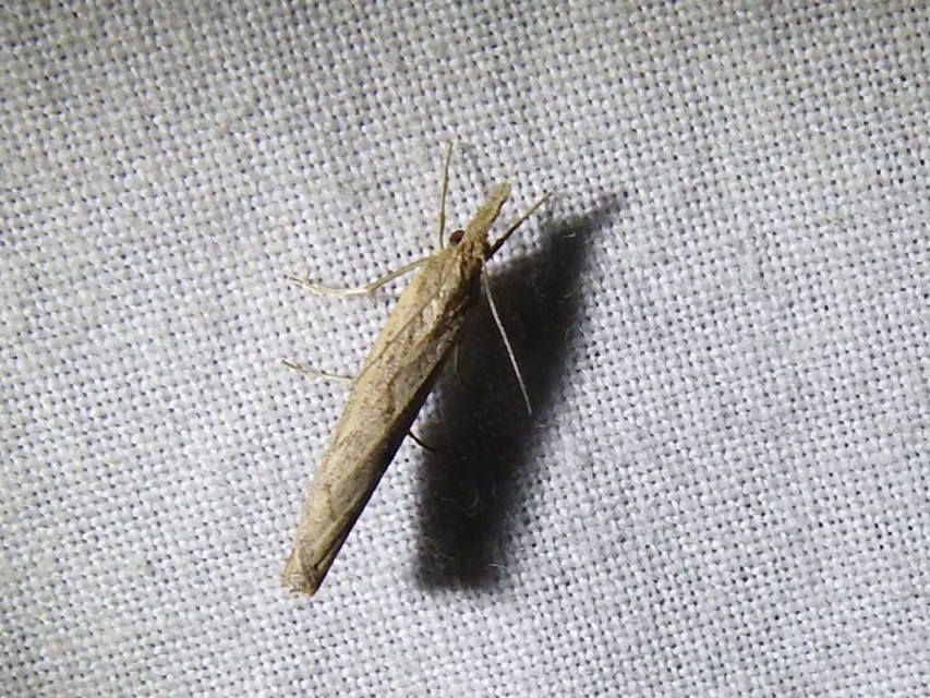 Pediasia contaminella - mocskos fűgyökérmoly