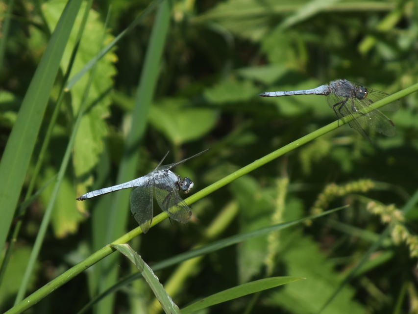Orthetrum brunneum - pataki pásztorszitakötő