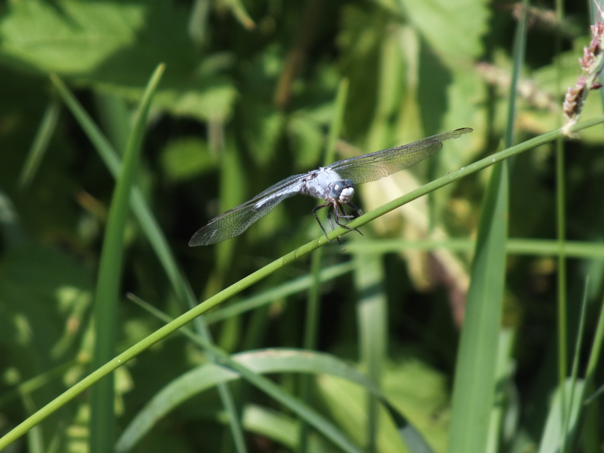 Orthetrum brunneum - pataki pásztorszitakötő