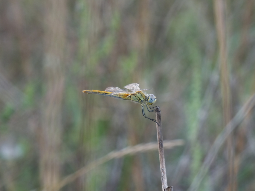 Sympetrum fonscolombii - vándor katona-szitakötő