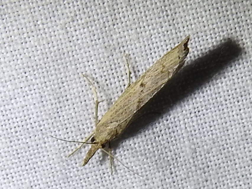 Pediasia contaminella - mocskos fűgyökérmoly
