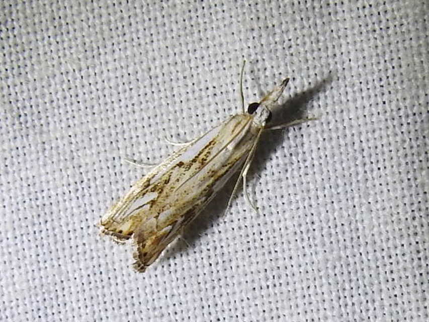 Catoptria falsella - hálós fűgyökérmoly
