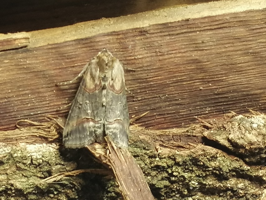 Abrostola triplasia - közönséges csalánbagoly