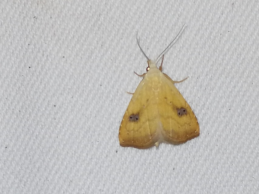 Rivula sericealis - selymes lórombagoly