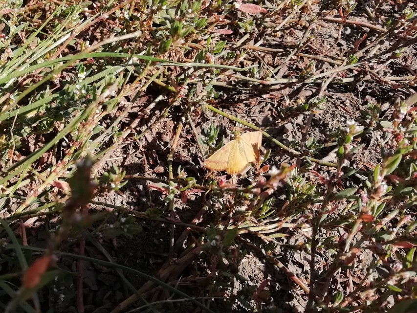 Lythria purpuraria - bíborsávos araszoló