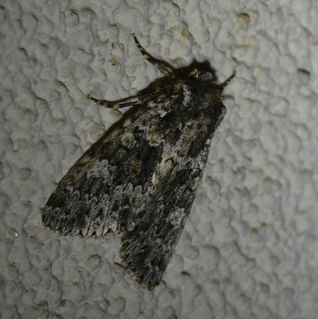 Polymixis polymita - kankalin-tarkabagoly