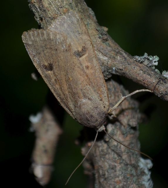Noctua comes - kis sárgafűbagoly