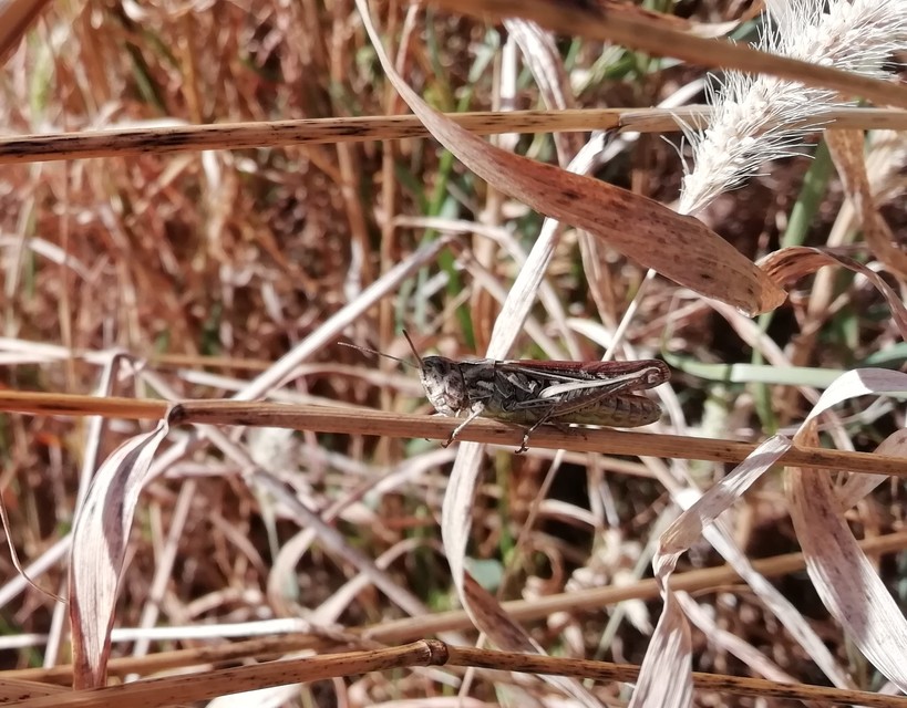 Chorthippus (Glyptobothrus) (subgenus)