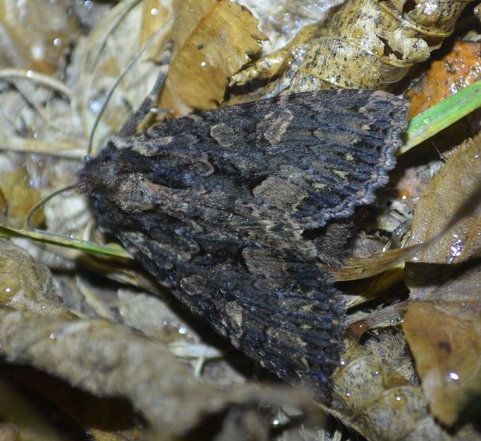 Blepharita satura - őszi porfírbagoly