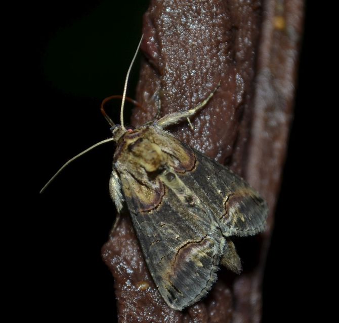 Abrostola triplasia - közönséges csalánbagoly