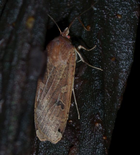 Noctua pronuba - nagy sárgafűbagoly