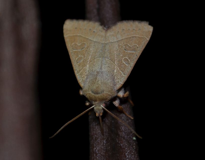 Mesogona acetosellae - madársóskabagoly