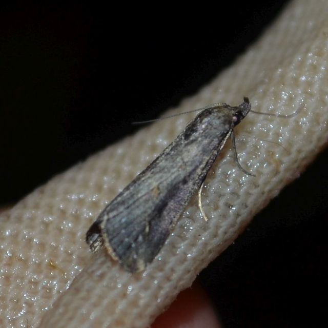 Schrankia costaestrigalis - keskenyszárnyú karcsúbagoly
