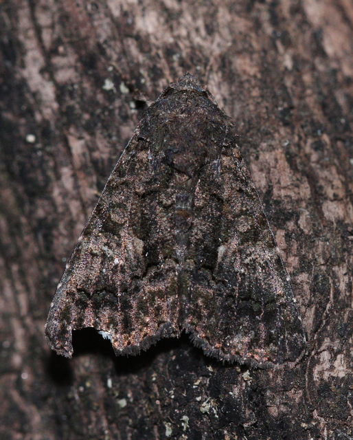 Anophia leucomelas - déli folyófűbagoly