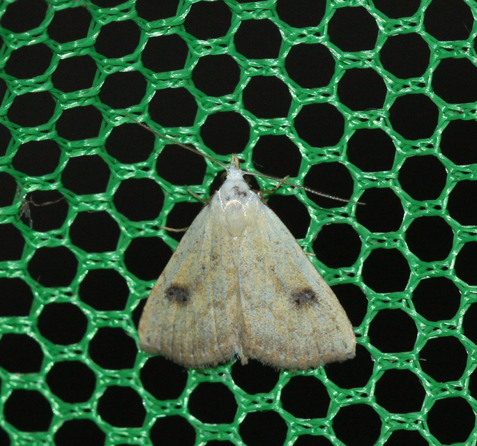 Rivula sericealis - selymes lórombagoly