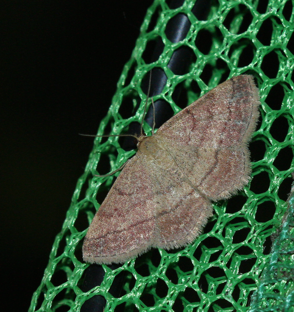 Scopula rubiginata - réti pirosaraszoló