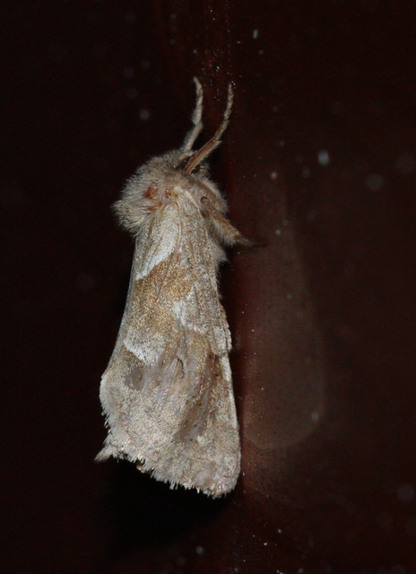 Triodia sylvina - kis gyökérrágólepke