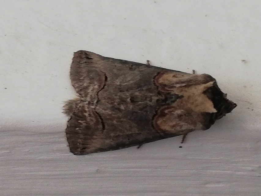 Abrostola triplasia - közönséges csalánbagoly