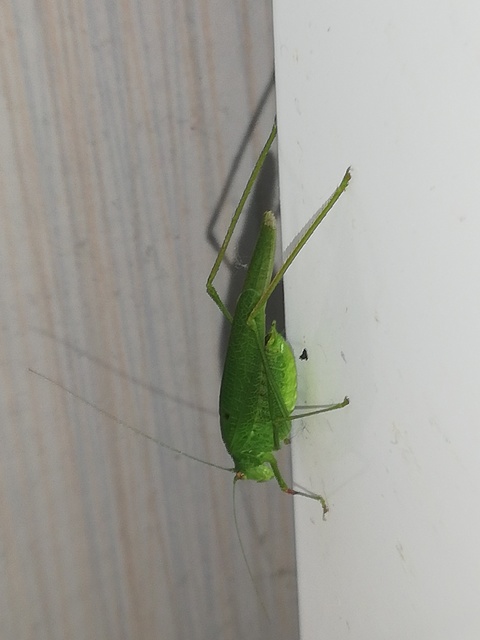 Phaneroptera nana - pontozott repülőszöcske