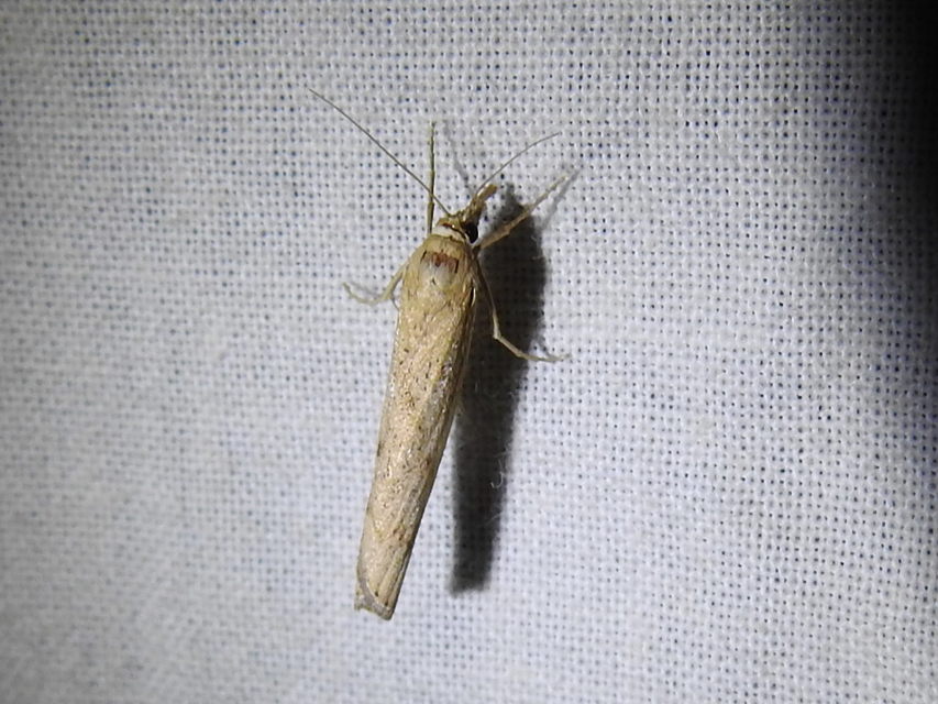 Pediasia contaminella - mocskos fűgyökérmoly