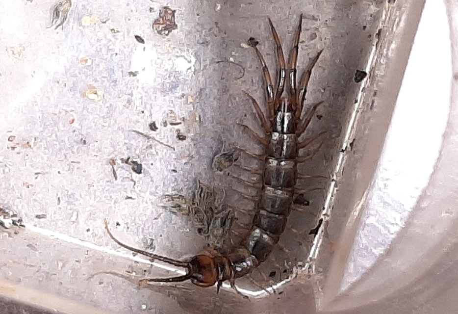 Lithobius