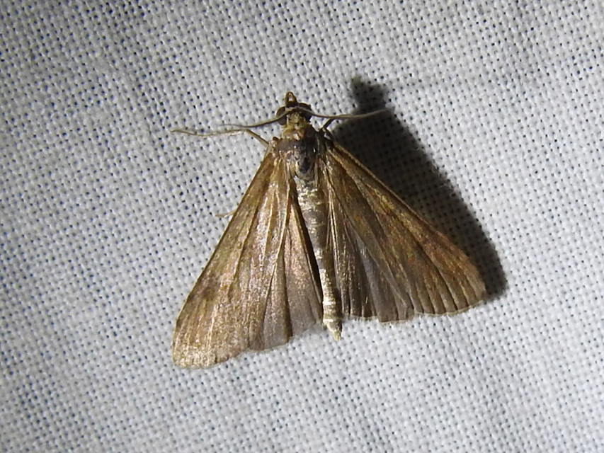 Nomophila noctuella - közönséges vándormoly