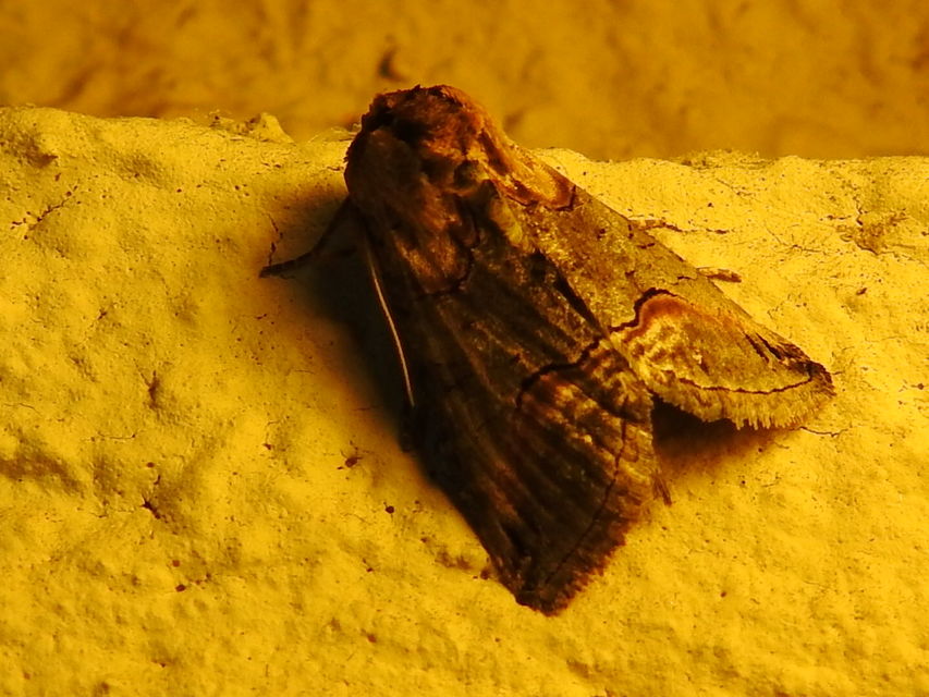 Abrostola triplasia - közönséges csalánbagoly