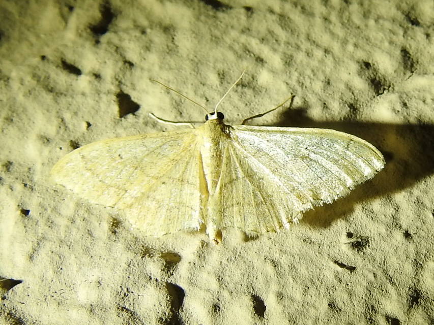Idaea deversaria - egyszínű sávosaraszoló